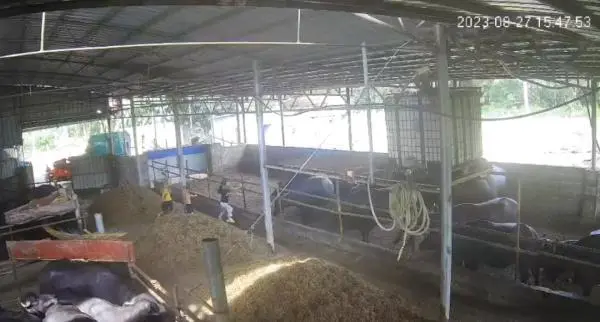公牛打架视频_6岁男孩在牛棚玩耍被公牛顶撞离世_公牛顶小孩